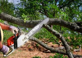 Best Arborist Consultation Services  in Central Gardens, TX